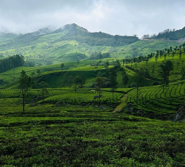 How to Reach Munnar Travel Guide